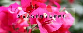 三角梅的养殖方法有哪些,第1图