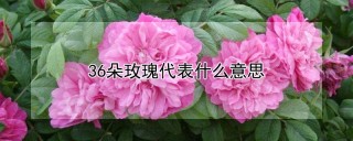 36朵玫瑰代表什么意思,第1图