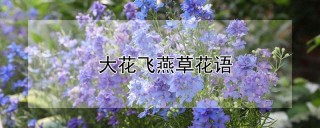 大花飞燕草花语,第1图