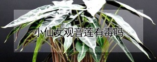 小仙女观音莲有毒吗,第1图