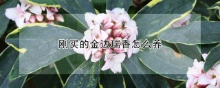 刚买的金边瑞香怎么养,第1图