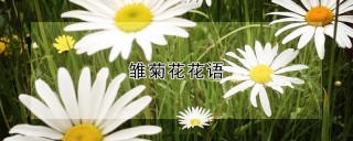 雏菊花花语,第1图