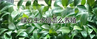 绿公主水培怎么养殖,第1图