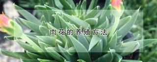 肉花的养殖方法,第1图