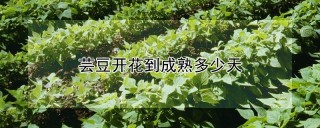 芸豆开花到成熟多少天,第1图