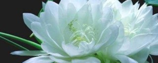 昙花不开花怎么办,第1图