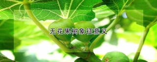 无花果树象征意义,第1图