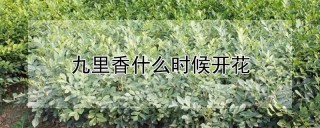 九里香什么时候开花,第1图