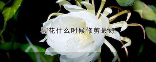 昙花什么时候修剪最好,第1图