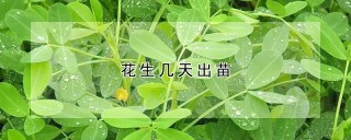 花生几天出苗,第1图