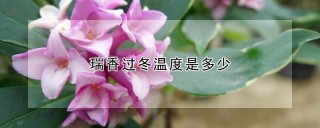 瑞香过冬温度是多少,第1图