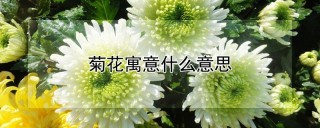 菊花寓意什么意思,第1图