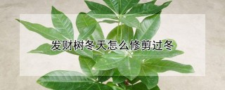 发财树冬天怎么修剪过冬,第1图