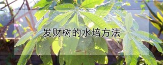 发财树的水培方法,第1图