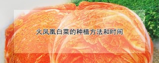 火凤凰白菜的种植方法和时间,第1图