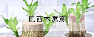 巴西木寓意,第1图