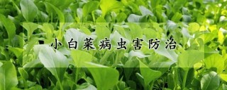 小白菜病虫害防治,第1图