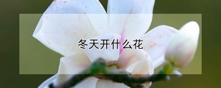 冬天开什么花,第1图