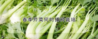 春季芹菜何时播种栽培,第1图