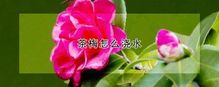 茶梅怎么浇水,第1图