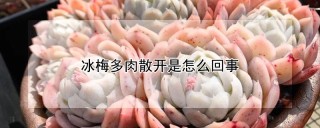 冰梅多肉散开是怎么回事,第1图