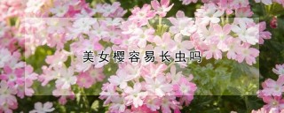 美女樱容易长虫吗,第1图