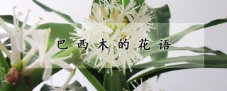 巴西木的花语,第1图