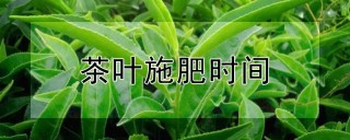 茶叶施肥时间,第1图