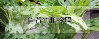 龟背竹怕冷吗,第1图