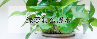 绿萝怎么浇水,第1图