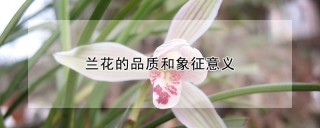 兰花的品质和象征意义,第1图