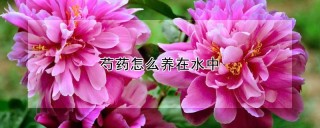 芍药怎么养在水中,第1图