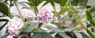 瑞香喜欢什么肥料,第1图