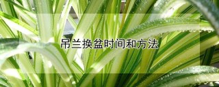 吊兰换盆时间和方法,第1图