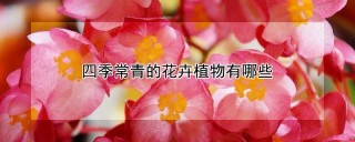 四季常青的花卉植物有哪些,第1图