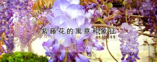 紫藤花的寓意和象征,第1图