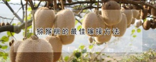 猕猴桃的最佳嫁接方法,第1图