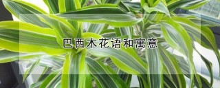 巴西木花语和寓意,第1图