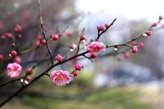 梅花的花期多长时间，可以维持一个月左右,第2图