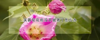 芙蓉花花苞没开就蔫了怎么办,第1图