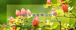 杜鹃花就是映山红吗,第1图