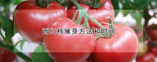 西红柿催芽方法和时间,第1图