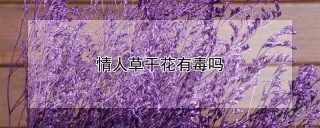 情人草干花有毒吗,第1图