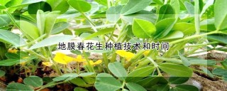 地膜春花生种植技术和时间,第1图