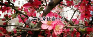 海棠花象征着什么,第1图