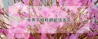 水养干枝杜鹃能活多久,第1图