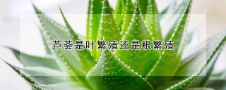 芦荟是叶繁殖还是根繁殖,第1图