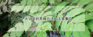 十大功劳的养殖方法和注意事项,第1图