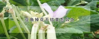 豆角掉花不结荚怎么办,第1图