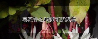 昙花什么时候可以换盆,第1图